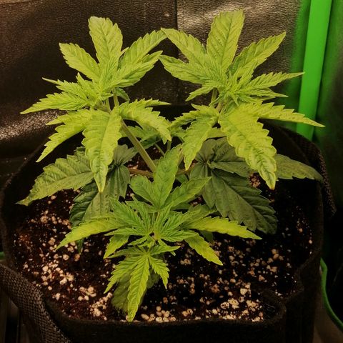 Walburga #2 growlog timeline photo