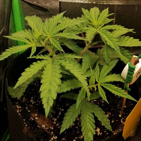 Walburga #1 growlog timeline photo