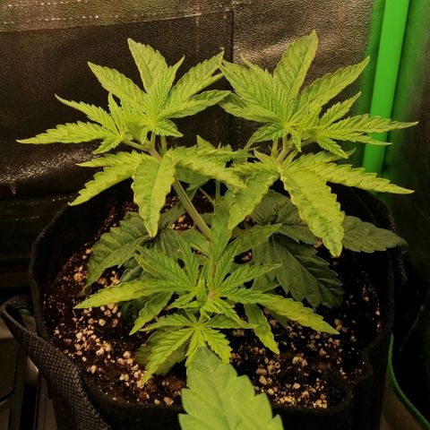Walburga #2 growlog timeline photo