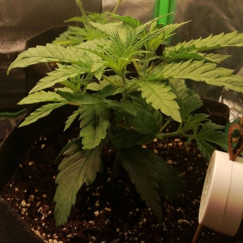Walburga #3 growlog timeline photo