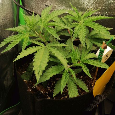 Walburga #1 growlog timeline photo