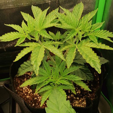 Walburga #2 growlog timeline photo