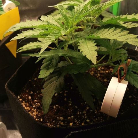 Walburga #3 growlog timeline photo