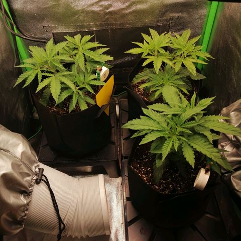 Walburga #3 growlog timeline photo
