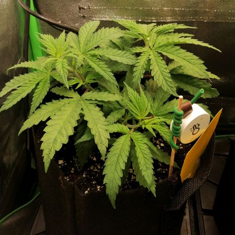 Walburga #1 growlog timeline photo