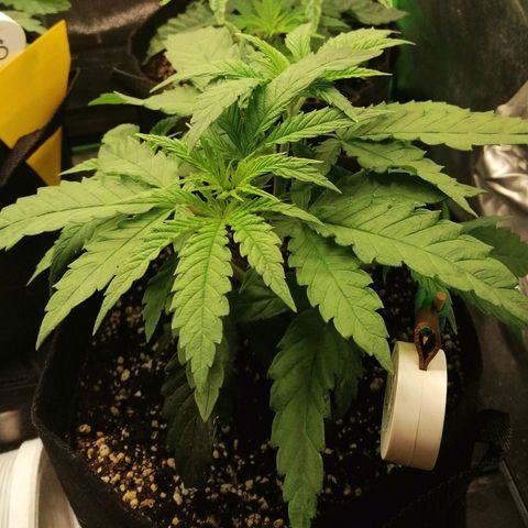 Walburga #3 growlog timeline photo