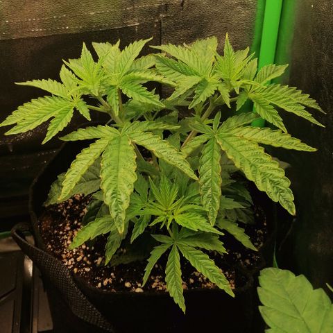 Walburga #2 growlog timeline photo