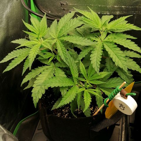 Walburga #1 growlog timeline photo