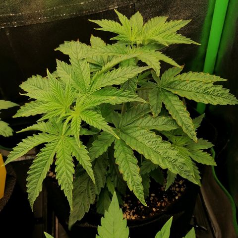 Walburga #2 growlog timeline photo