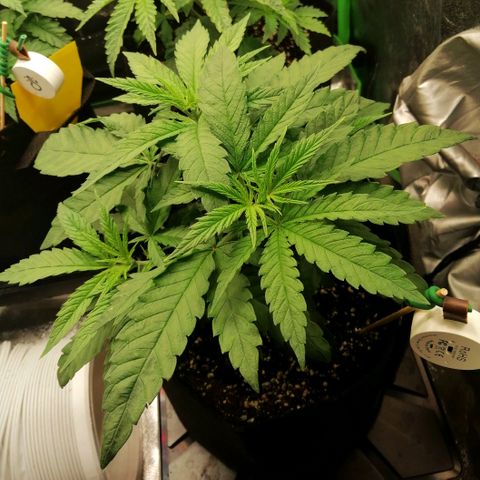 Walburga #3 growlog timeline photo