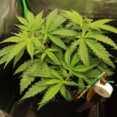 Walburga #1 growlog timeline photo