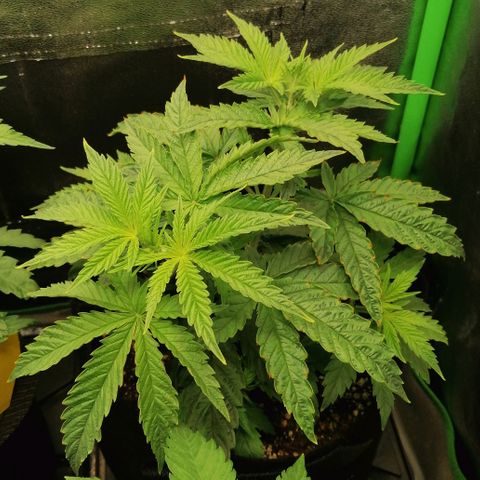 Walburga #2 growlog timeline photo