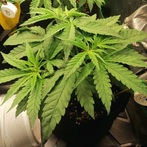 Walburga #3 growlog timeline photo