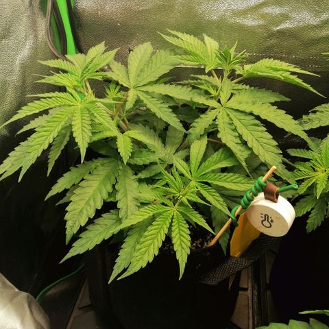 Walburga #1 growlog timeline photo