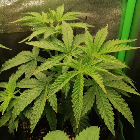 Walburga #2 growlog timeline photo