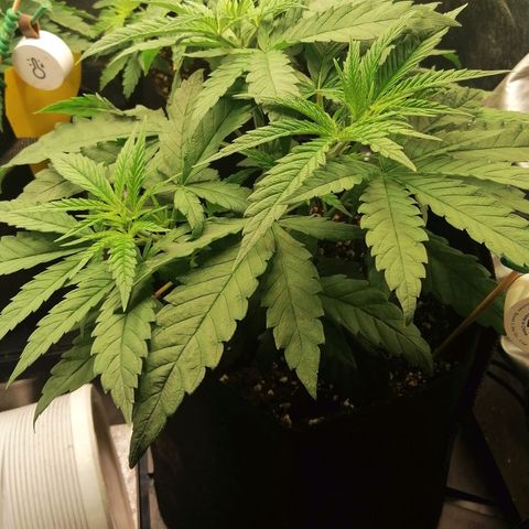 Walburga #3 growlog timeline photo