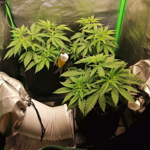 Walburga #3 growlog timeline photo