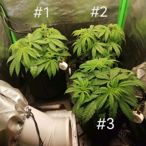 Walburga #3 growlog timeline photo