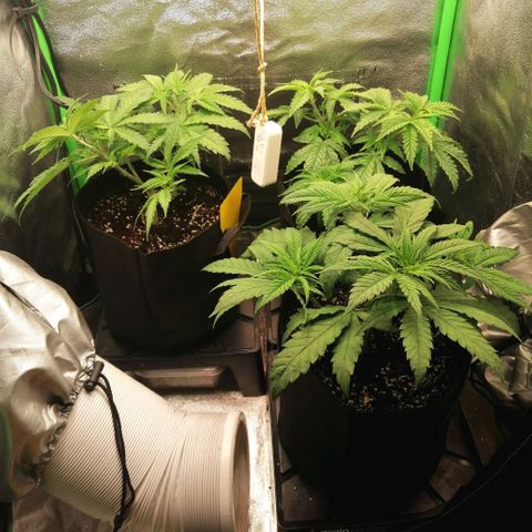 Walburga #3 growlog timeline photo
