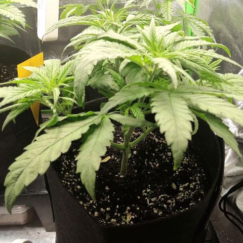 Walburga #3 growlog timeline photo