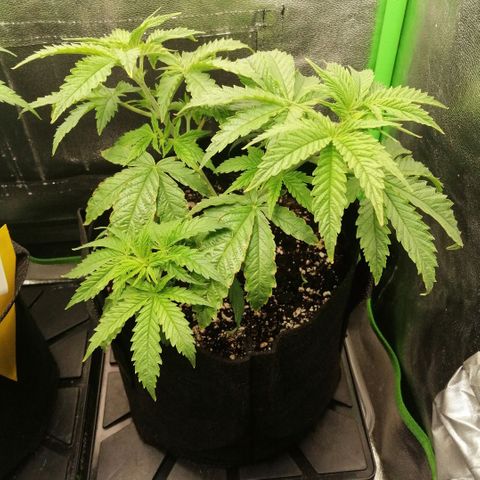 Walburga #2 growlog timeline photo