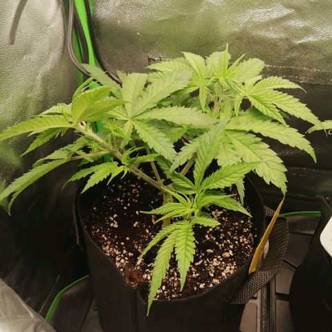 Walburga #1 growlog timeline photo