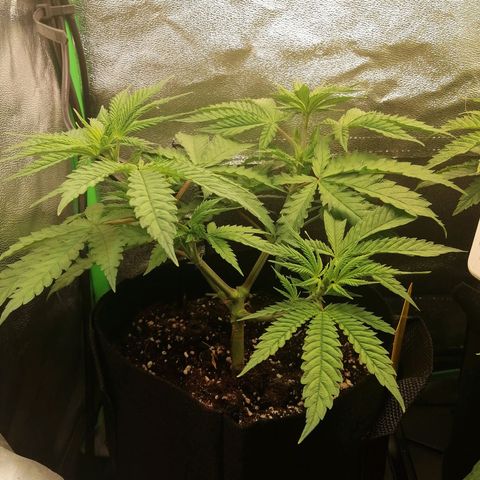 Walburga #1 growlog timeline photo