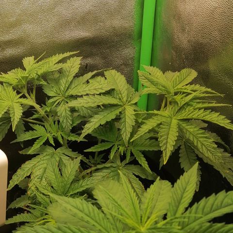 Walburga #2 growlog timeline photo