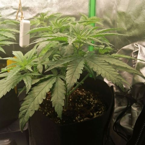 Walburga #3 growlog timeline photo