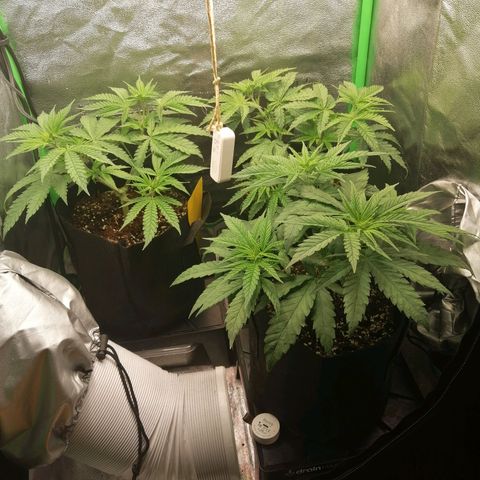 Walburga #3 growlog timeline photo