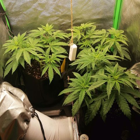 Walburga #3 growlog timeline photo