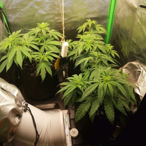 Walburga #3 growlog timeline photo
