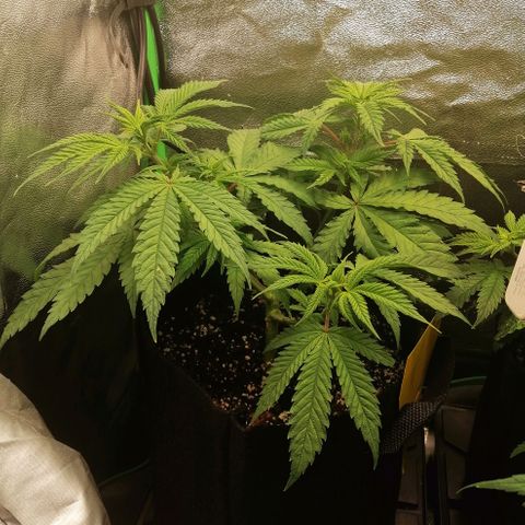 Walburga #1 growlog timeline photo