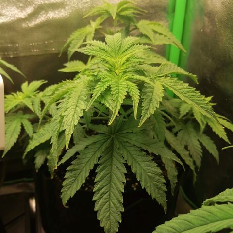 Walburga #2 growlog timeline photo