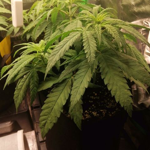 Walburga #3 growlog timeline photo