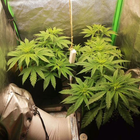 Walburga #3 growlog timeline photo