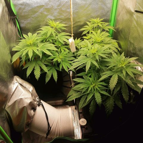 Walburga #3 growlog timeline photo