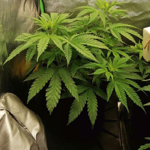 Walburga #1 growlog timeline photo