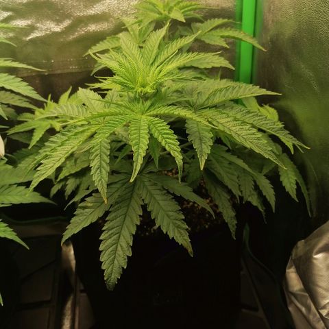 Walburga #2 growlog timeline photo