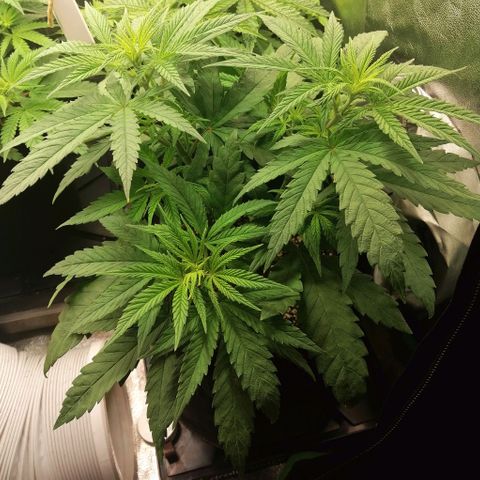 Walburga #3 growlog timeline photo