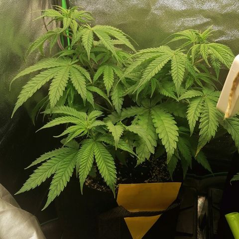 Walburga #1 growlog timeline photo