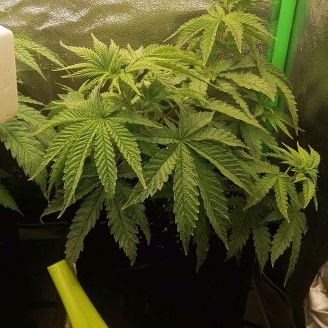 Walburga #2 growlog timeline photo