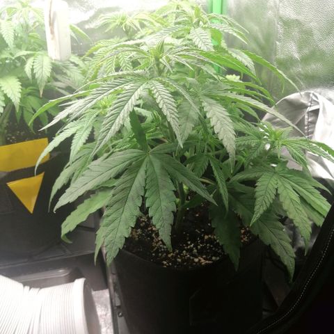 Walburga #3 growlog timeline photo