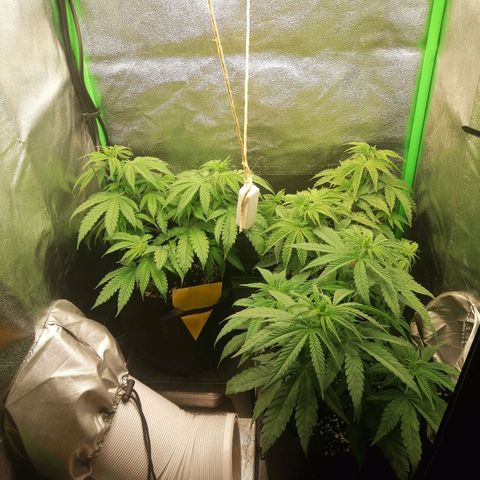 Walburga #3 growlog timeline photo