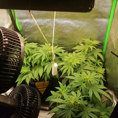 Walburga #3 growlog timeline photo