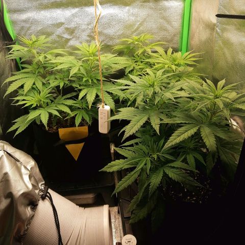 Walburga #3 growlog timeline photo