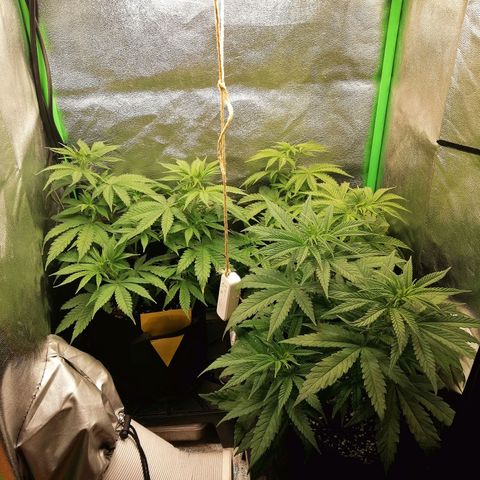 Walburga #3 growlog timeline photo