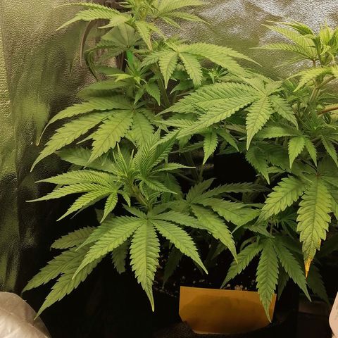 Walburga #1 growlog timeline photo