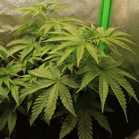 Walburga #2 growlog timeline photo