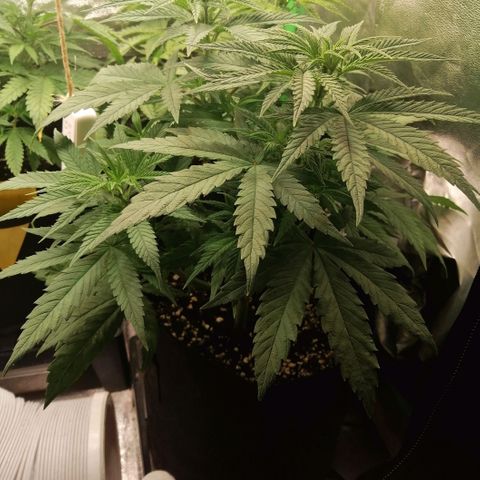 Walburga #3 growlog timeline photo